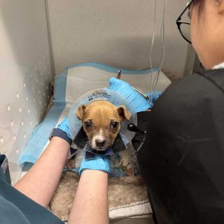 Small puppy receiving advanced medical care.