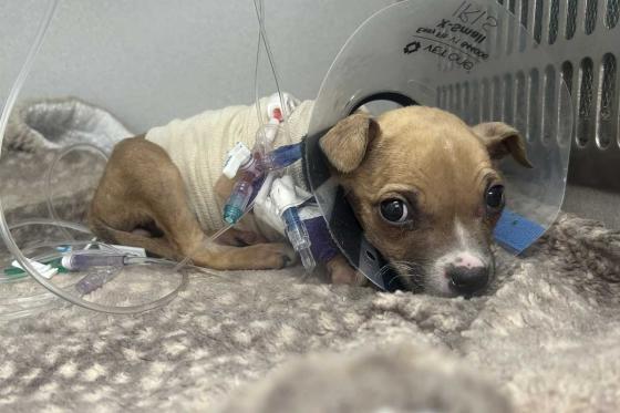 small puppy in an oxygen chamber.