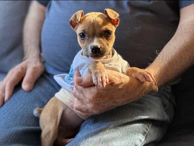 A small puppy in the lap of a person