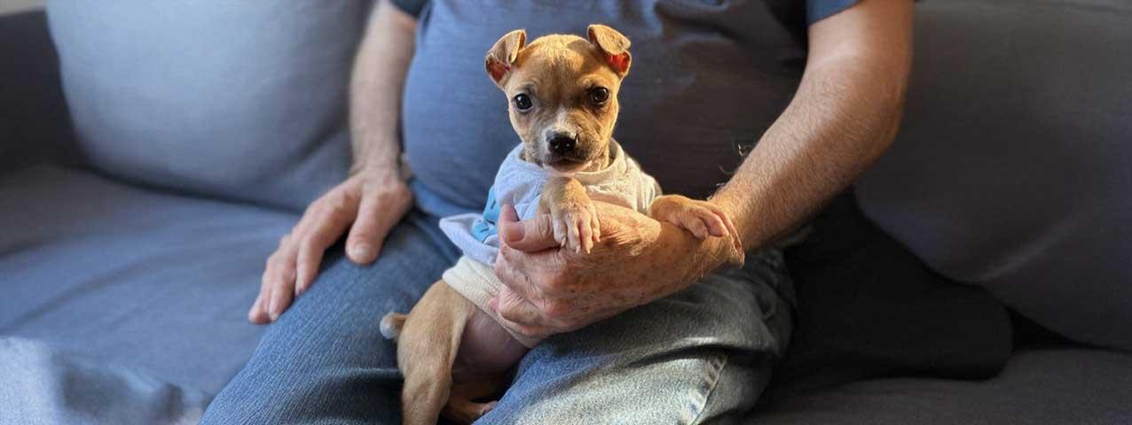 A small puppy in the lap of a person