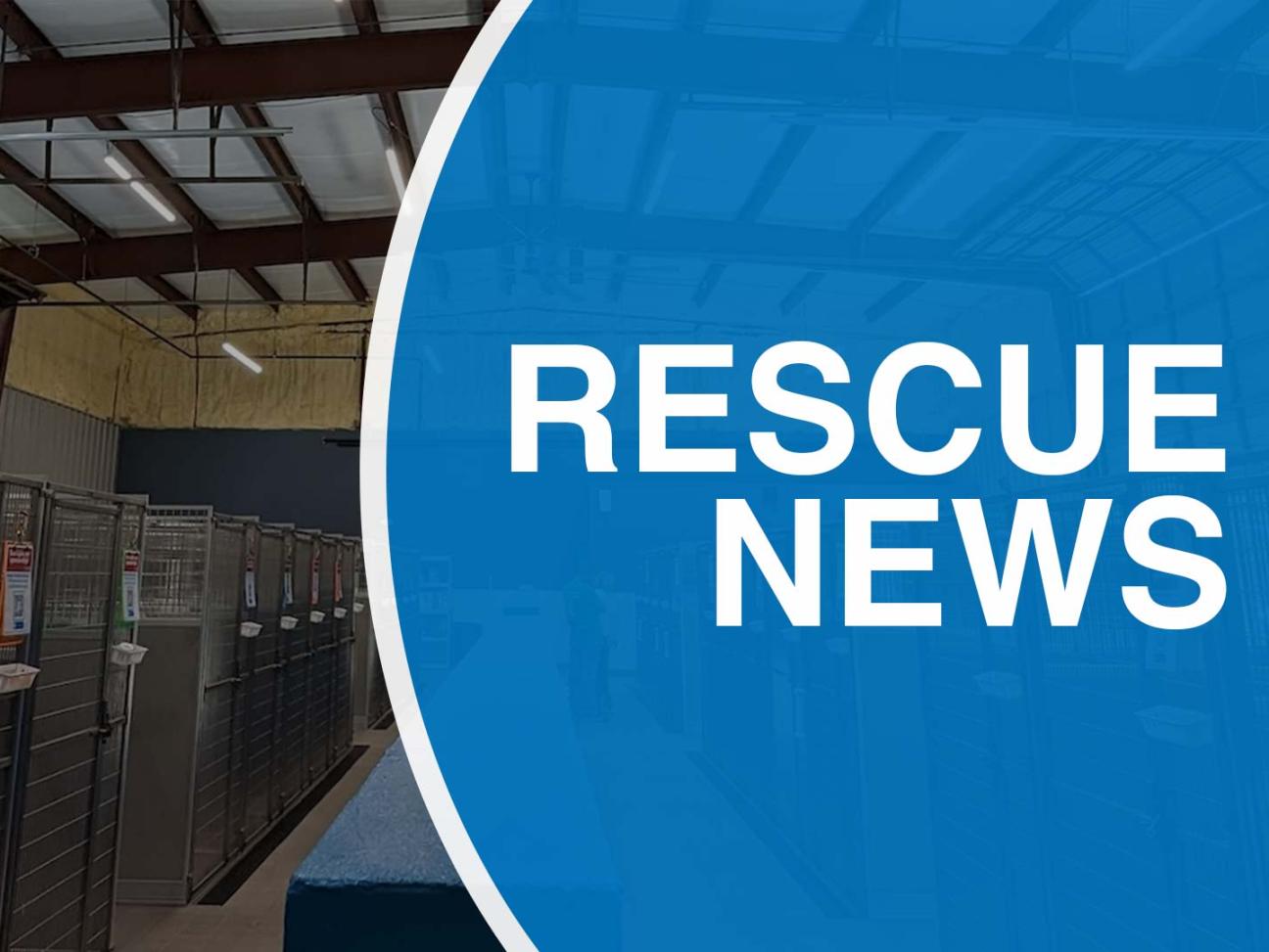 Graphic that has a blue background and reads Rescue News.