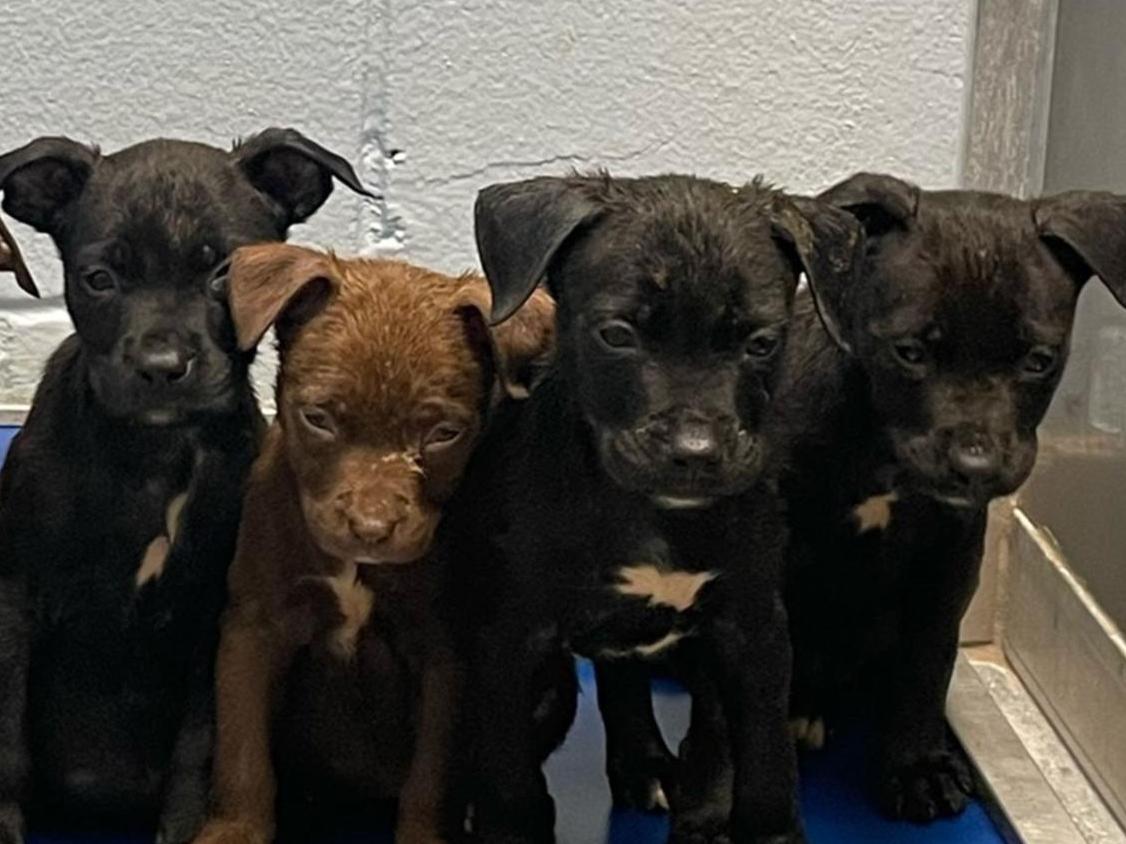 A row of rescued puppies in a holding area waiting to be placed in foster homes.