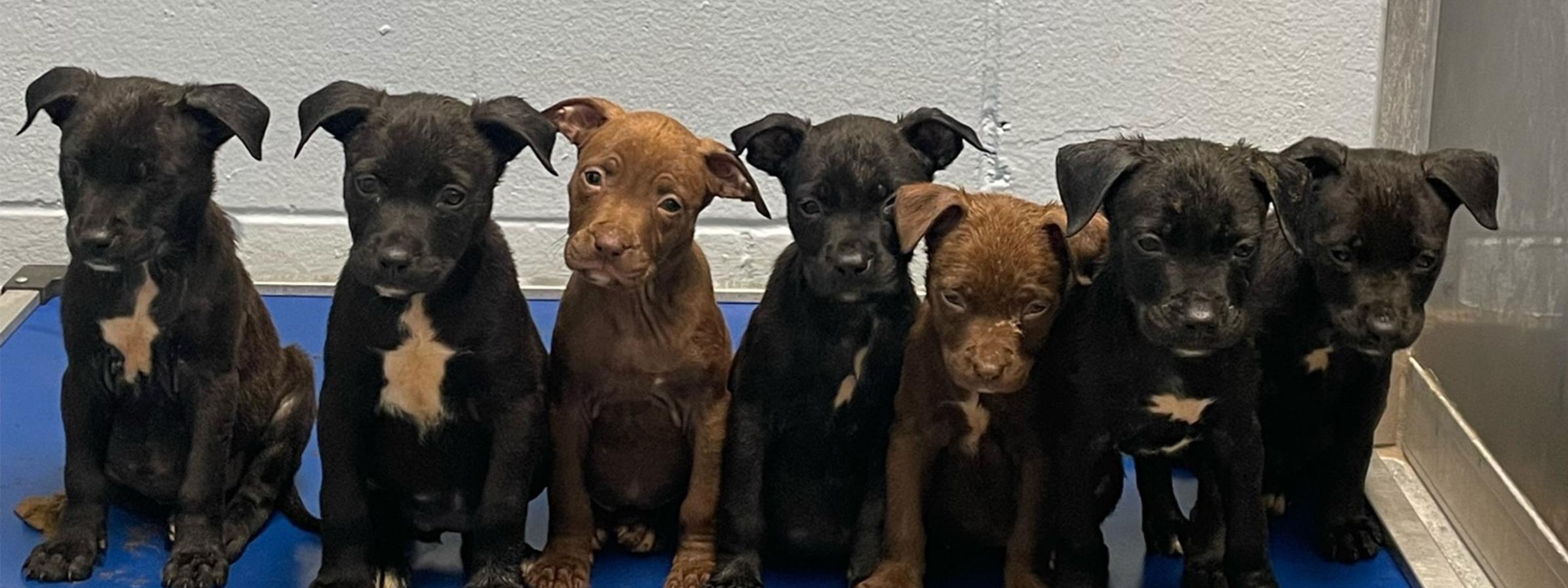 A row of rescued puppies in a holding area waiting to be placed in foster homes.