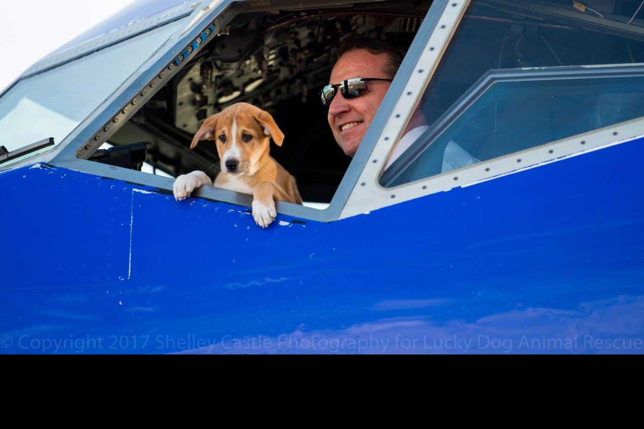 Puppy in the cockpit of a Southwest Airplane
