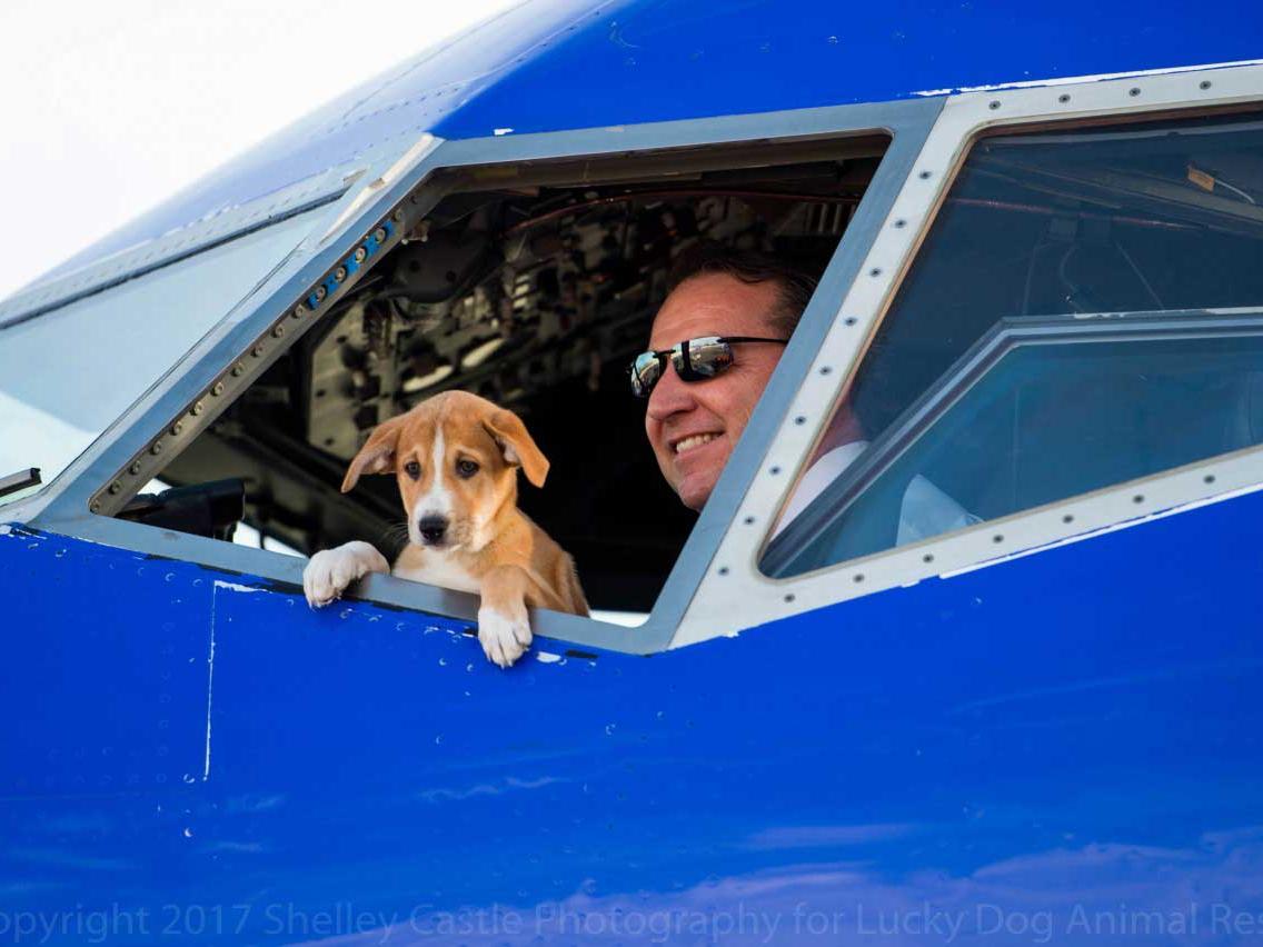 Puppy in the cockpit of a Southwest Airplane