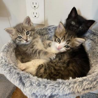 Three kittens lounging in a cat tree