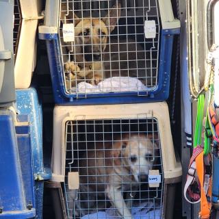 Two dogs in crates stacked on top of each other.