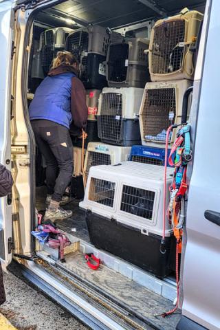 Woman unloading crates of dogs from a transport van