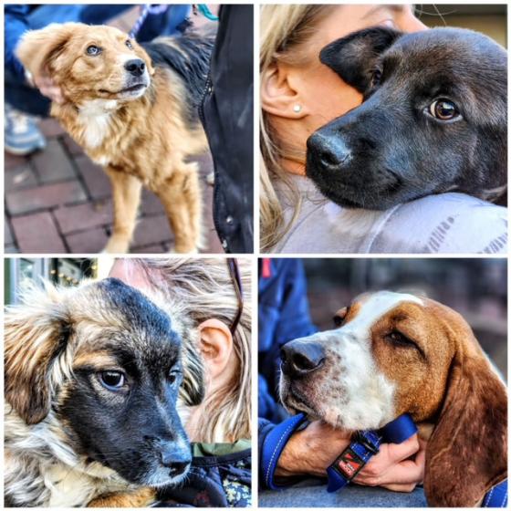 Photos of shelter dogs after transport
