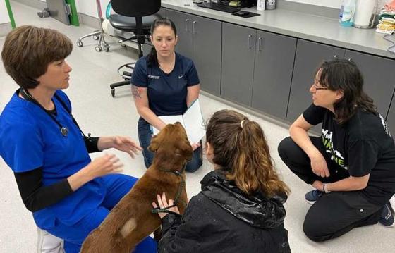 A veterinary and vet tech consulting
