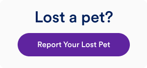 Lost a Pet? Report your lost pet