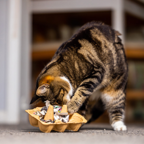 a cat playing with an egg carton