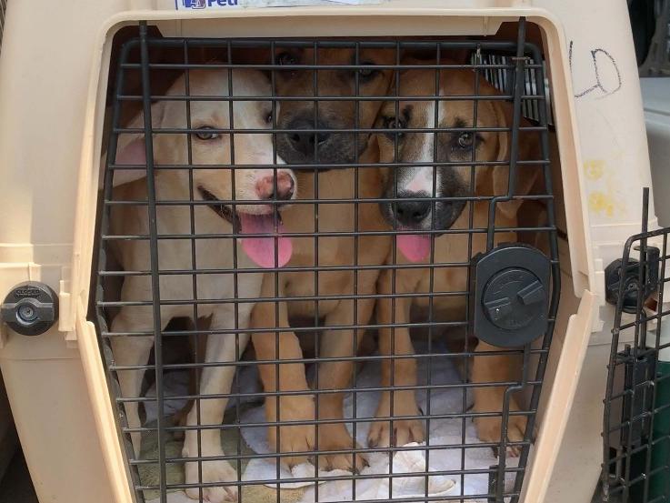 Dogs in crates waiting for transport