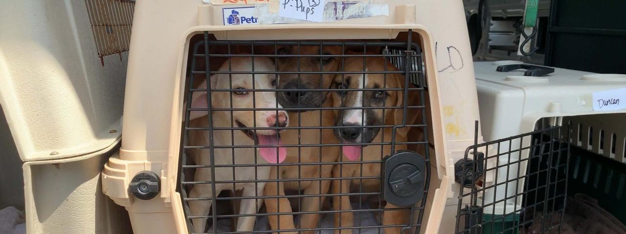 Dogs in crates waiting for transport