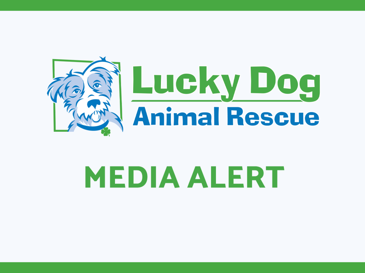 Media Alert with puppies in the background