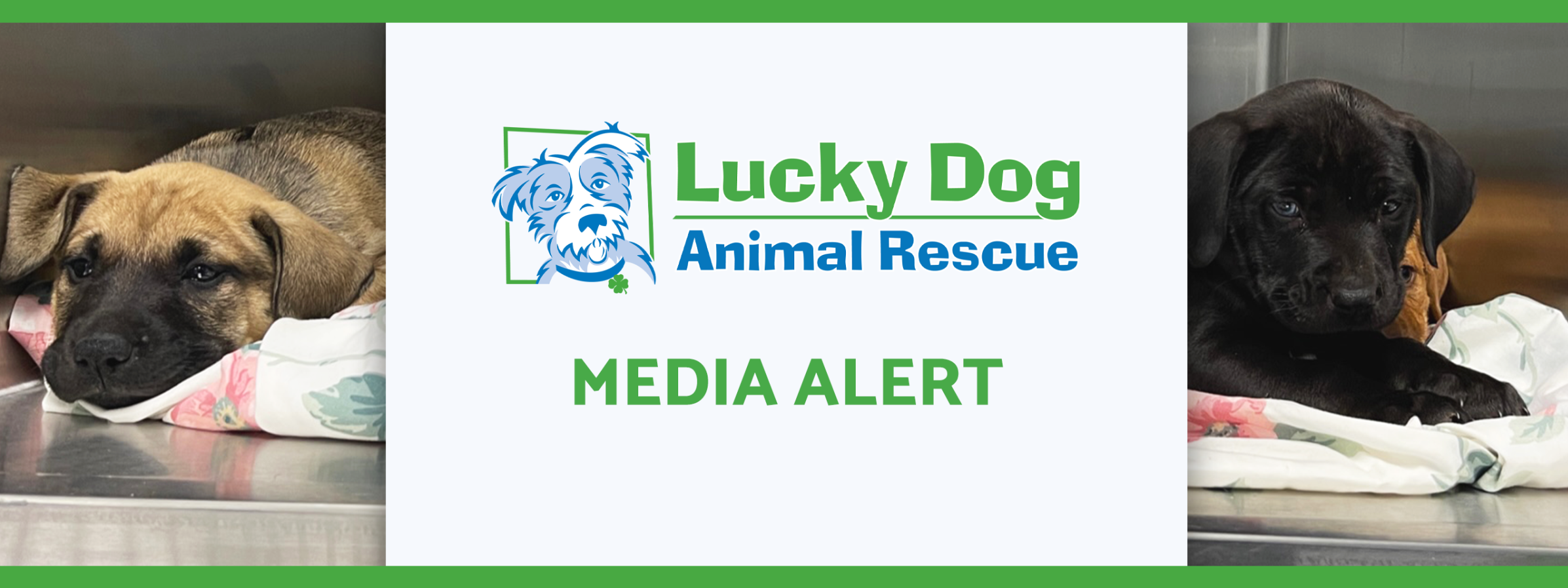 Media Alert with puppies in the background