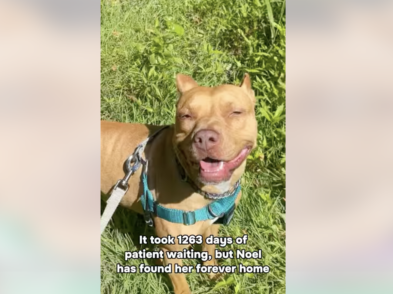 Photo of a tan pit mix rescue.