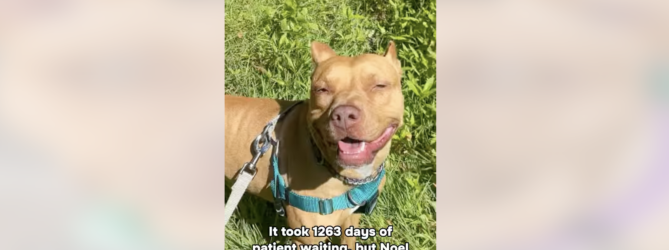Photo of a tan pit mix rescue.