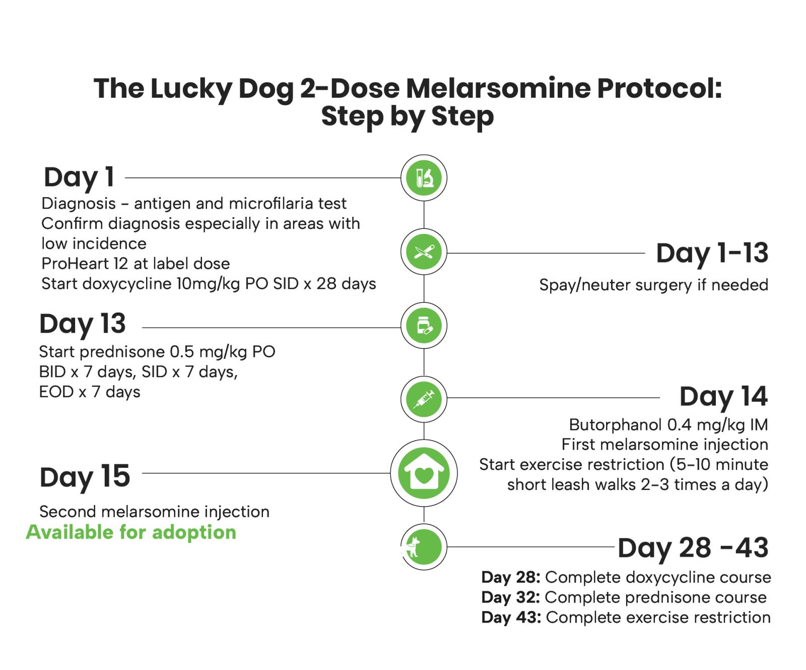 heartworm treament timeline
