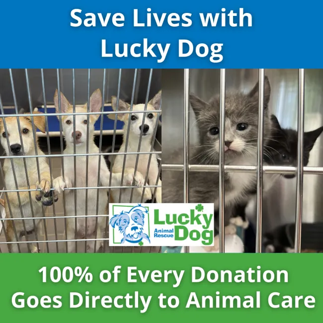 Your Gift Helps Lucky Dog Say "Yes" to Animals in Need